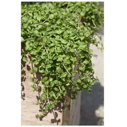 Mentha requienii, Korsische Minze, ca. 9x9 cm Topf, aromatisch