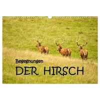 Calvendo Begegnungen. DER HIRSCH (Wandkalender 2026 DIN A3 quer),