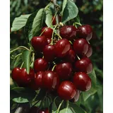 Pflanzen Für Dich Prunus avium 'Große Schwarze Knorpel', Süßkirsche, 40 cm Stammhöhe