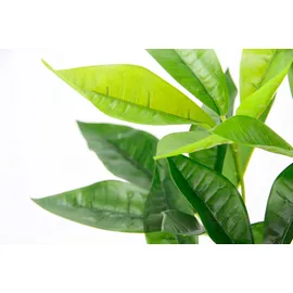 i.ge.a Kunstpflanze Schefflera im Wasserhyazinthentopf, ca. H48 cm, Grün