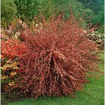 Pflanzen Für Dich Cytisus praecox Hollandia Besenginster Rosa Blüten 30–40 cm