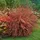 Pflanzen Für Dich Cytisus praecox Hollandia Besenginster Rosa Blüten 30–40 cm