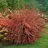 Pflanzen Für Dich Cytisus praecox Hollandia Besenginster Rosa Blüten 30–40 cm