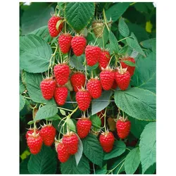 Rubus idaeus 'Tulameen', Himbeere, 30–40 cm, süß und aromatisch