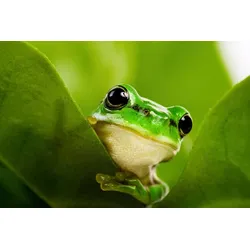 Fototapete PAPERMOON "Frosch auf Blatt", bunt, B:3,00m L:2,23m, Vlies, Tapeten