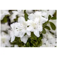 Pflanzen-für-dich.de Rhododendron obt. Diamant Weiß', Rhododendron, weiß, 20–25 cm