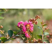 Pflanzen Für Dich Lagerstroemia indica 'Petite Pink', Indischer Flieder,