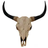 MCW Deko Schädel 45cm T454 Stier Naturfarben