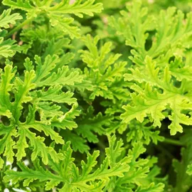 Herbie Pelargonium Graveolens Spielfigurenset 3er Set - Höhe 15-25 cm - Topf 12 cm - Grün