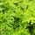 Herbie Pelargonium Graveolens Spielfigurenset 3er Set - Höhe 15-25 cm - Topf 12 cm - Grün