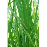 Pflanzen Für Dich Acorus calamus, Kalmus, ca. 9x9 cm