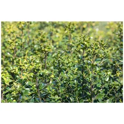 Ilex meserveae 'Heckenstar', Stechpalme, immergrün, 150–175 cm