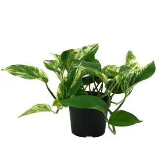 Epipremnum Marble Queen – Pflegeleichte Efeutute Ø 12 cm, 20 cm Höhe, Rank- & Hängepflanze für Innenräume – Zimmerpflanze mit Marmorierter Blattstruktur