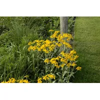 Pflanzen Für Dich Helenium hoopesii, Sonnenbraut, ca. 9x9 cm