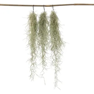 Plant in a Box - Spanisches Moos - 3 Stk - Tillandsia usneoides - Höhe 25-40cm - Topf 5cm