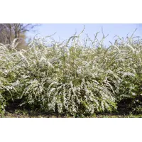 PlantaPro Spiraea thunbergii p 9