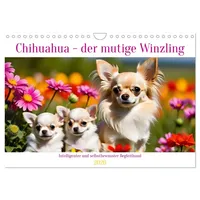 Calvendo Chihuahua - der mutige Winzling (Wandkalender 2026 DIN