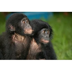 Fototapete PAPERMOON "Baby Bonobos", bunt, B:2,50m L:1,86m, Vlies, Tapeten