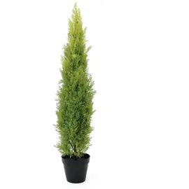 Europalms Zypresse, Leyland, 120cm