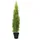 Europalms Zypresse, Leyland, 120cm