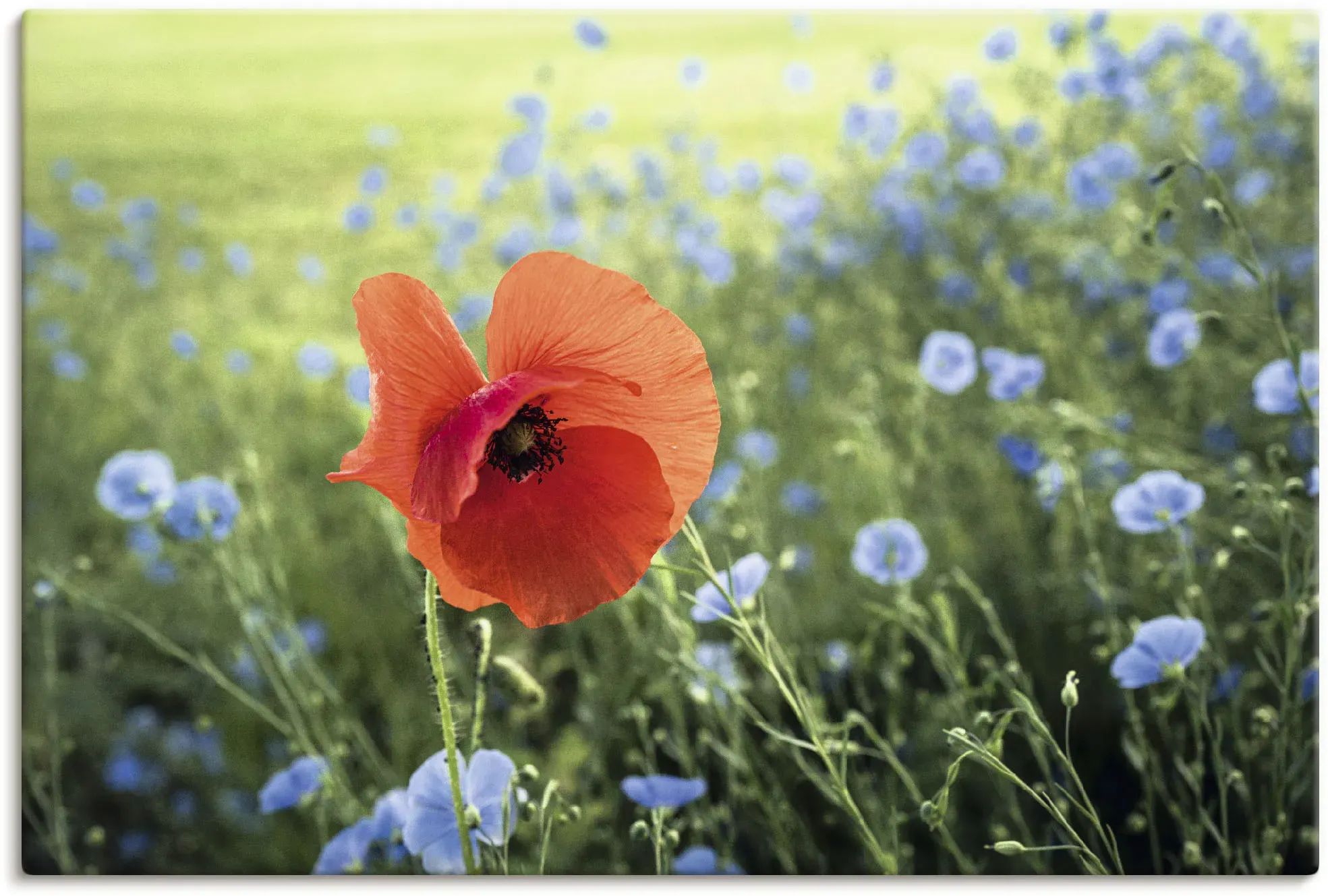 Artland Leinwandbild »Mohnblüte III«, Blumenbilder, (1 St.), auf Keilrahmen gespannt Artland grün