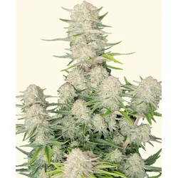 Apricot Auto | Autoflowering Hanfsamen von Fast Buds | 3 Hanfsamen