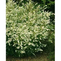 Pflanzen Für Dich Aster ericoides Golden Spray', Myrtenaster ca.