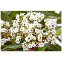 Pflanzen Für Dich Viburnum davidii, Immergrüner Schneeball, 40–60 cm