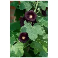 Pflanzen Für Dich Alcea rosea 'Nigra', Stockrose, dunkelviolett, ca.