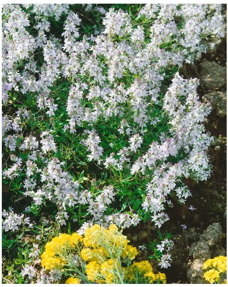 Veronica prostrata 'Alba', Ehrenpreis, weiß, ca. 9x9 cm Topf
