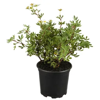 Pflanzen Für Dich Potentilla 'weiss', Fingerstrauch, weiß, ca. 9x9 cm Topf
