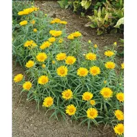 Pflanzen Für Dich Inula ensifolia, Schwert-Alant, Gen. ca. 9x9