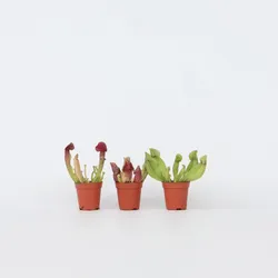 Plant in a Box - Schlauchpflanze - 3 Stk - Sarracenia purpurea - Höhe 10cm - Topf 6cm