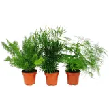 EXOTENHERZ Zierspargel 3er Set 3 verschiedene Asparagus Pflanzen