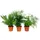 EXOTENHERZ Zierspargel 3er Set 3 verschiedene Asparagus Pflanzen
