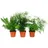 EXOTENHERZ Zierspargel 3er Set 3 verschiedene Asparagus Pflanzen