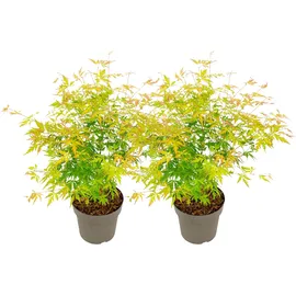 Plant in a Box Japanischer Ahorn - Acer 'Orange Lace' 2er Set Höhe 60-70cm