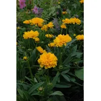 Pflanzen Für Dich Coreopsis grandiflora 'Early Sunrise' p 0,5