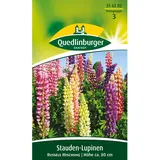 Quedlinburger Saatgut Stauden-Lupine, Russels Mischung''