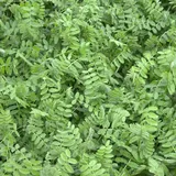 Sommerwicken Vicia sativa 25 kg Futterwicke Saatwicke Futterpflanze Futterbau