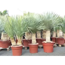 Yucca Rostrata  Palme 160 - 170 cm, Stamm 70 - 80 cm winterhart