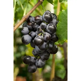 Pflanzen Für Dich Vitis vinifera Weinrebe, 80–100 cm