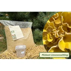 Limonenpilz-Bio-Pilzbeet