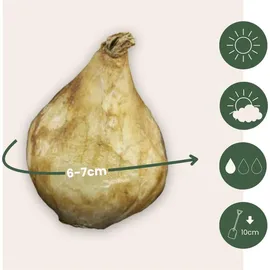 Plant in a Box Traubenhyazinthen - 50 Stk - Muscari 'White Magic' - Blumenzwiebeln - Weiß