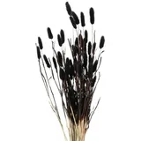 Boltze home Deko-Zweige für Vase, getrocknet, 70 cm, Farbe:schwarz