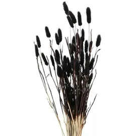 Boltze home Deko-Zweige für Vase, getrocknet, 70 cm, Farbe:schwarz