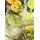 Limoncello di Capri 30% Vol. 0,7 l