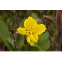 Pflanzen Für Dich Oenothera odorata Nachtkerze, ca. 9x9 cm