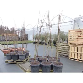 gruenwaren jakubik Indianerbanane 180 cm Asimina triloba Sunflower Papau Pawpaw, winterhart