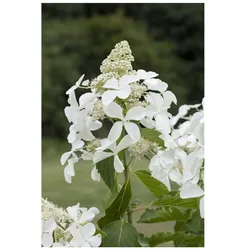 Hydrangea paniculata 'Skyfall', Rispenhortensie, weiß, 60–80 cm